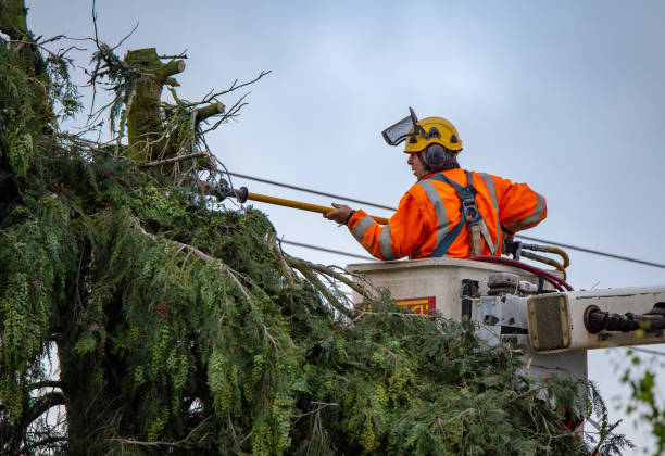 How Our Tree Care Process Works  in  Farmington Hills, MI